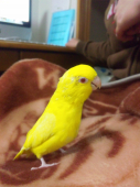 きろりん