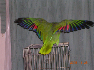 50 素晴らしいアオボウシインコ 性格 最高の花の画像