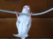 シナモン