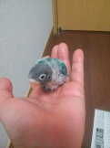 しげる