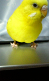 千畝