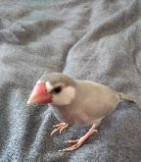 ひなまつり生まれ