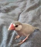 ひなまつり生まれ