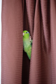 小梅かあちゃん