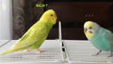 ぷっぷ