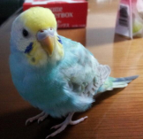 さーちん