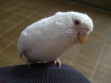 ふぉっさ