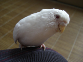ふぉっさ