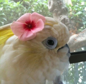とりもも