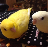 ここ
