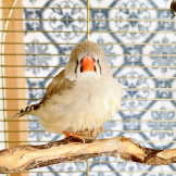 小鳥のなっちゃん