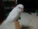 mameluti