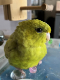 マロロン