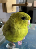 マロロン