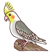 kiri