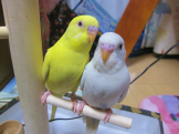 バニラ