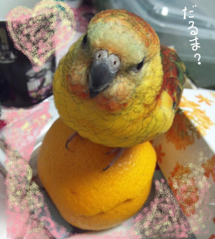 鳥の愛鳥自慢 特技 美声インコ成長録と犬のようなオカメインコ とりっち インコなど鳥の日本最大級sns