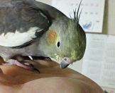 よしねえ