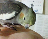 よしねえ