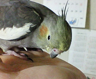 よしねえ