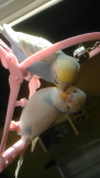 まりぽん