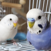 インコに心奪われた男