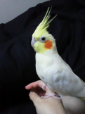 さつき
