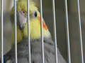 Teruki