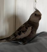 パール オカメインコ