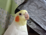 まろ