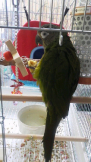 飼育係