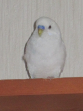 モコ