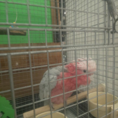 モモイロインコのぷいちゃん