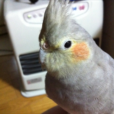 ぶうたん