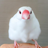 まお(文鳥互助会バンド)