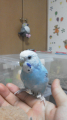 マリンインコ