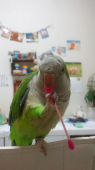 ラフ