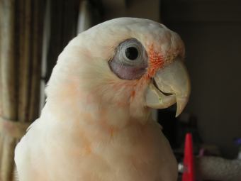 鳥の迷子情報 アカビタイムジオウムを探しています とりっち インコなど鳥の日本最大級sns