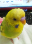 チャッピー