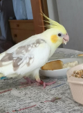 ゼット