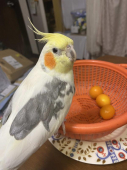 ぽんpon！