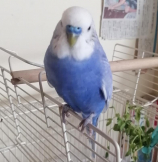 もぴ