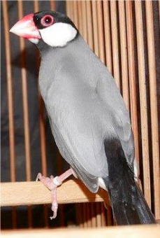 えいりん