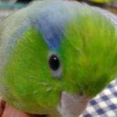 comisuke