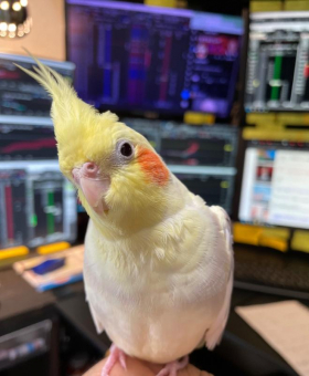 天使ぴこ