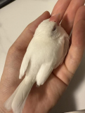 そる