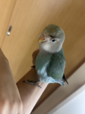 ちゅらてふの友でありたい