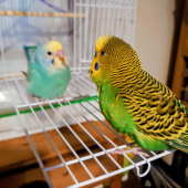 ちゅん太とぴよ