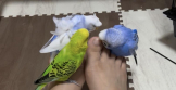 oあかりo