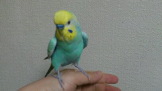 あっとちゃん